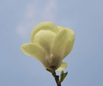 flower white sky