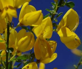 Blume Gelb-Besen