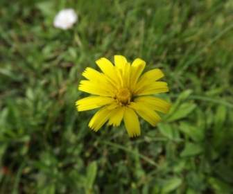 flower yellow flower nature