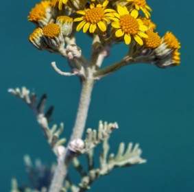 flower yellow flower plant