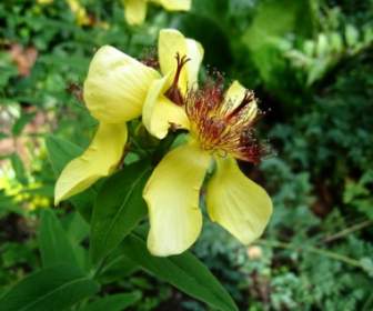 زهرة الأصفر الأخضر