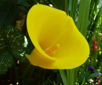 Żółty Kwiat Natura