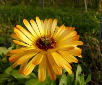 flower yellow nature