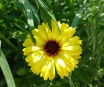 flower yellow nature