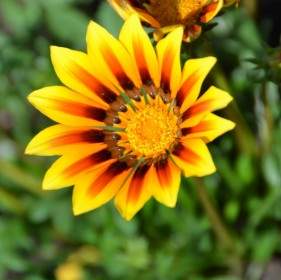 flower yellow orange