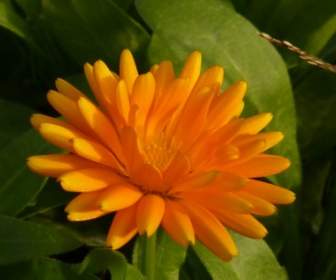 Blume Gelb-orange