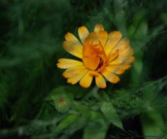 flower yellow rose