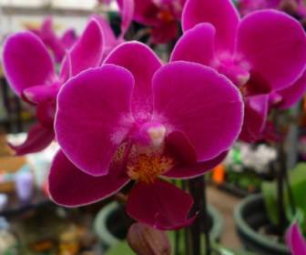 Fioritura Orchidee