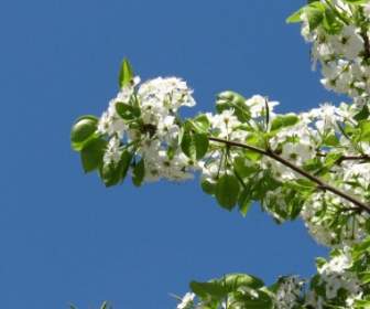 Flowering Tree