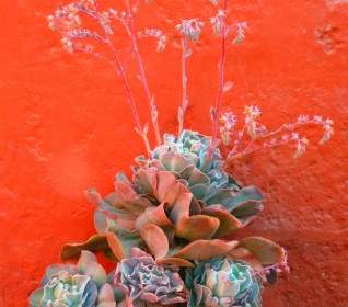 Flowerpot Plant Decoration