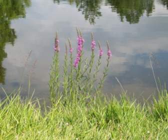 Blumen Neben Teich