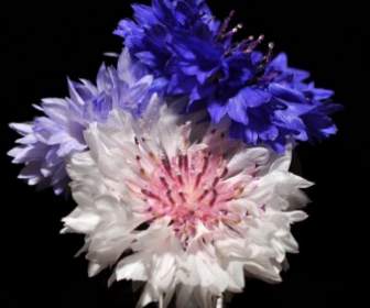 花朵藍色粉色
