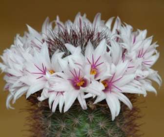 Weiße Blumen-Kaktus