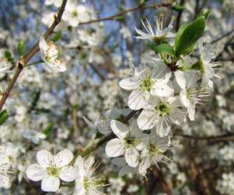 flowers cherry blossom white