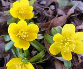 Herald Eranthis Bunga Musim Semi