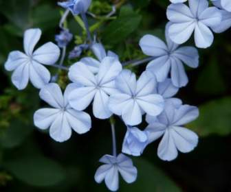 꽃 꽃 밝은 파란색