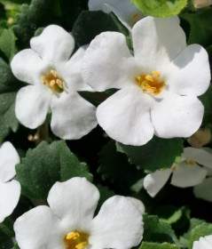 flowers flower nature