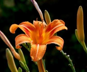 Bunga Lily Orange
