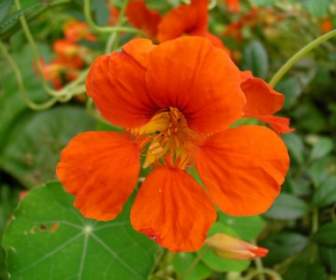 ดอกไม้ Nasturtiums ส้ม
