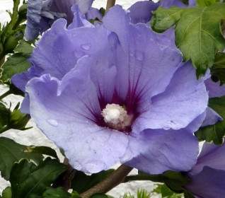 flowers nature blue
