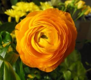 Renoncule Ranunculus Orange Fleurs