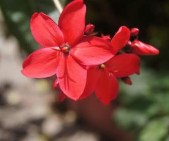 Flores De Color Rojo Natural