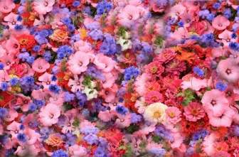 Flores De Primavera Park