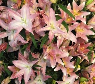 Lily Texture Fleurs