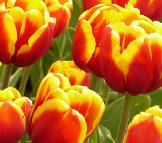 flowers tulips colorful