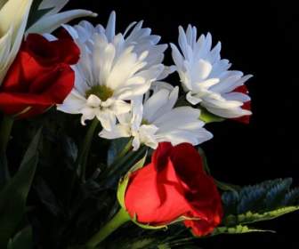 花白色 Daisys 紅玫瑰