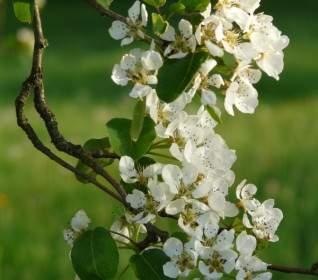 Flowers White Pear