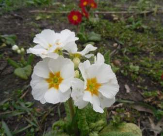 白い花プリムラ