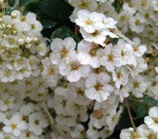 Primavera De Flores Blancas
