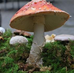 Мухомор грибов удачи