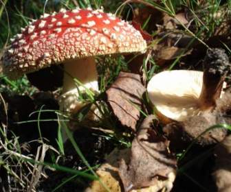 fly agaric mushroom nature
