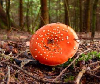 Fly Agaric Pil Red