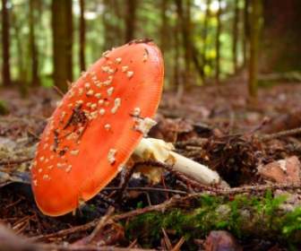Fly Agaric Pil Red
