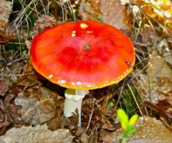 Fly Agaric Toadstool Fungus