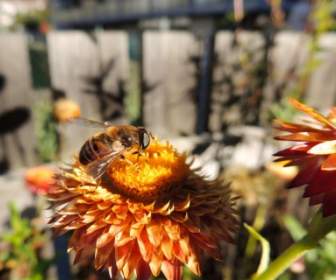 Fliegen Biene Blume