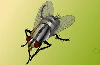 Terbang Bug Vektor