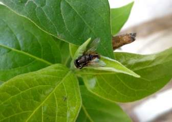 fly flower fly plant
