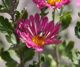 fly flower insect