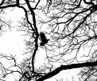 Oiseau En Vol Dans Les Branches