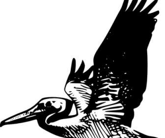 Pelican Vuelo Clip Art