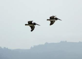 flying pelicans birds