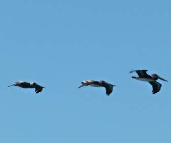 Fliegende Pelikane Vögel Wasser