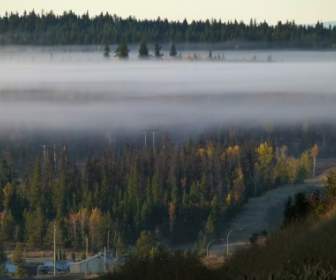 Foresta Di Nebbia Mattutina Nebbia Banca