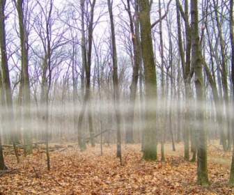霧の中で、木