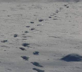 Footprint Molehill Wintry