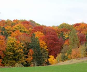 Outono Floresta Colorido